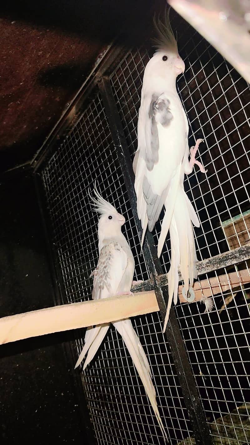 full breeder pair 0