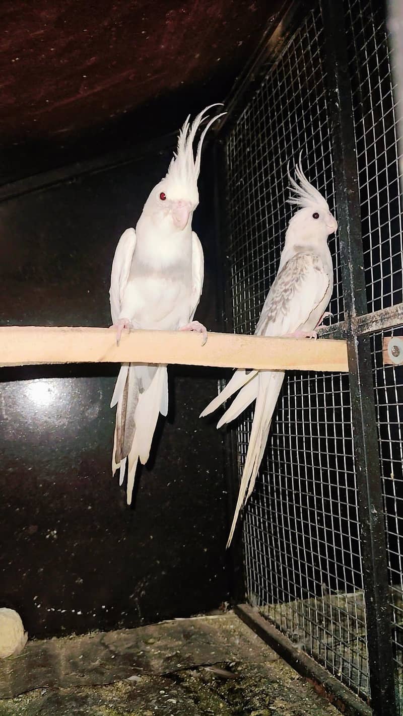 full breeder pair 1