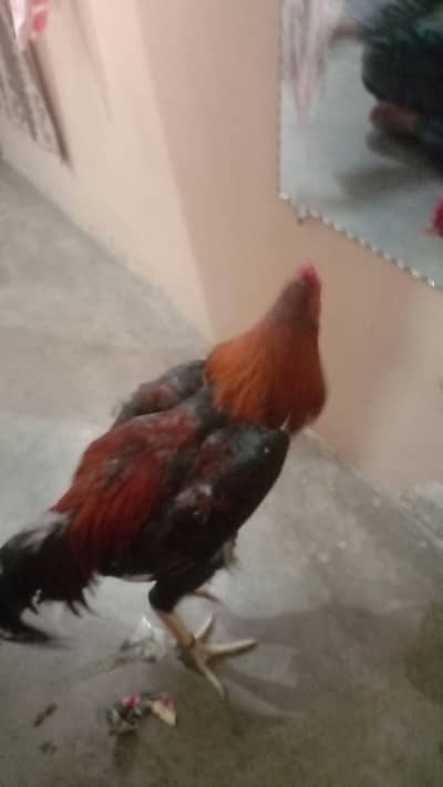 lakha