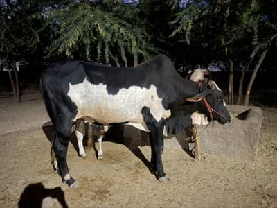 6ft verha 6 mann+ weight