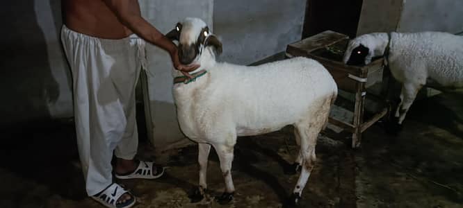 Qurbani Dumba For Sale