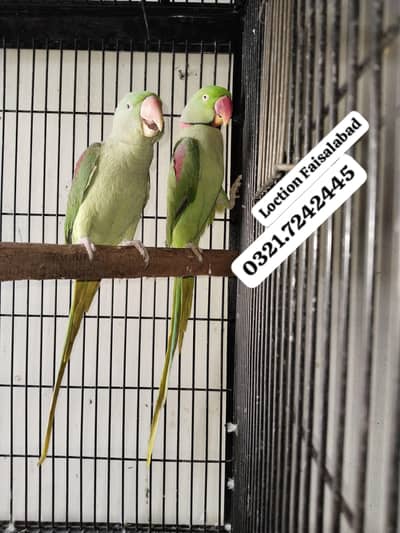 Raw breeder pair