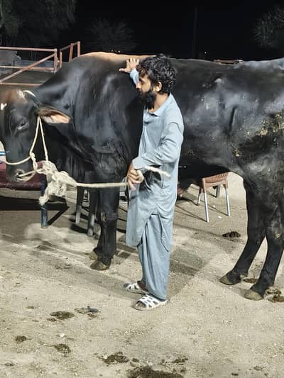 Rs 925/kg Lowest rate Qurbani bail bull bachra