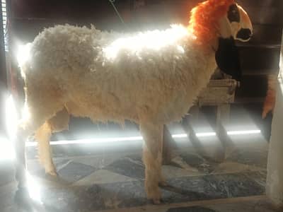 kajla chatra for sale