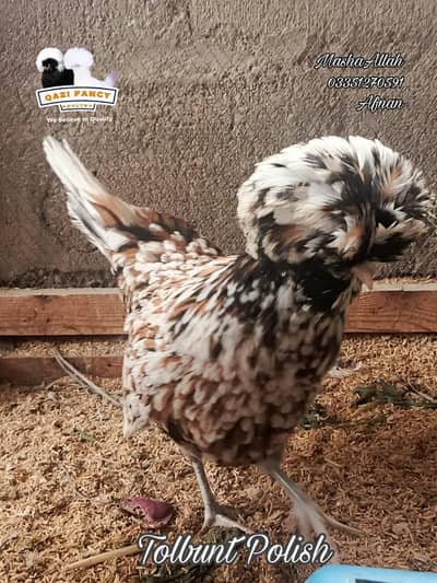 Tolbunt Polish Breeder Trio and Chicks