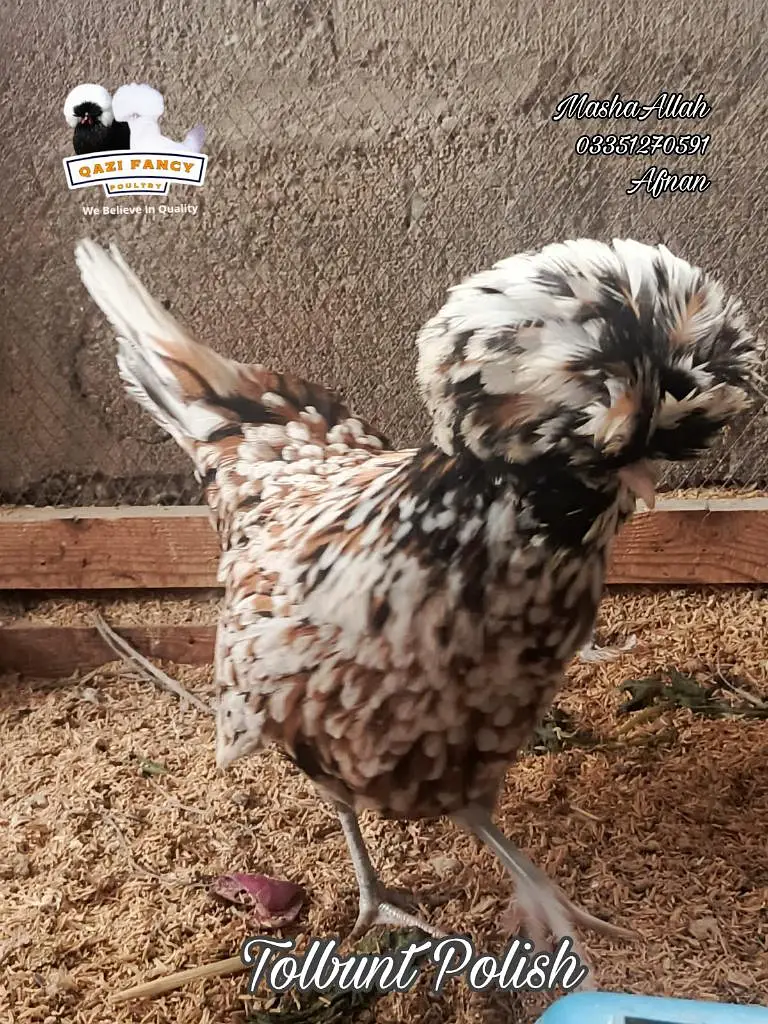 Tolbunt Polish Breeder Trio and Chicks