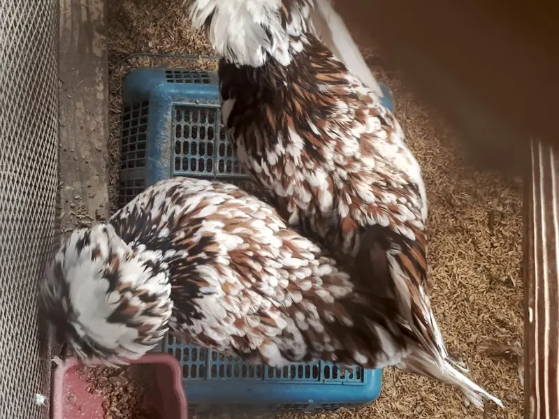 Tolbunt Polish Breeder Trio and Chicks — photo 2