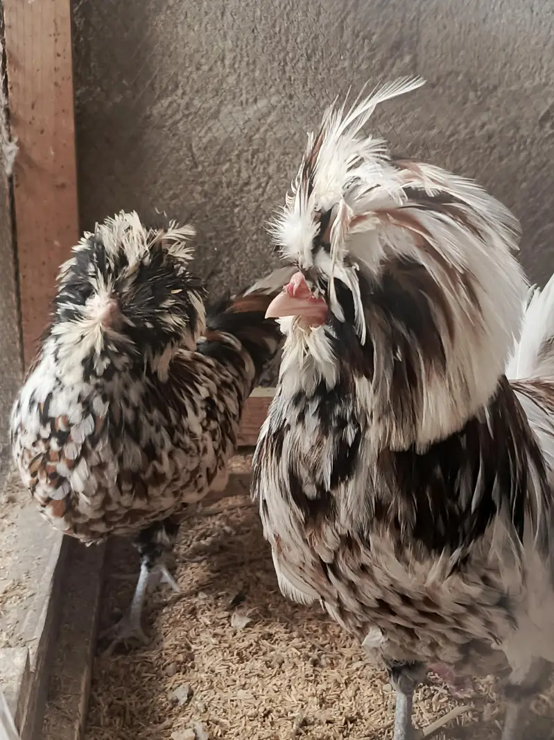 Tolbunt Polish Breeder Trio and Chicks — photo 3