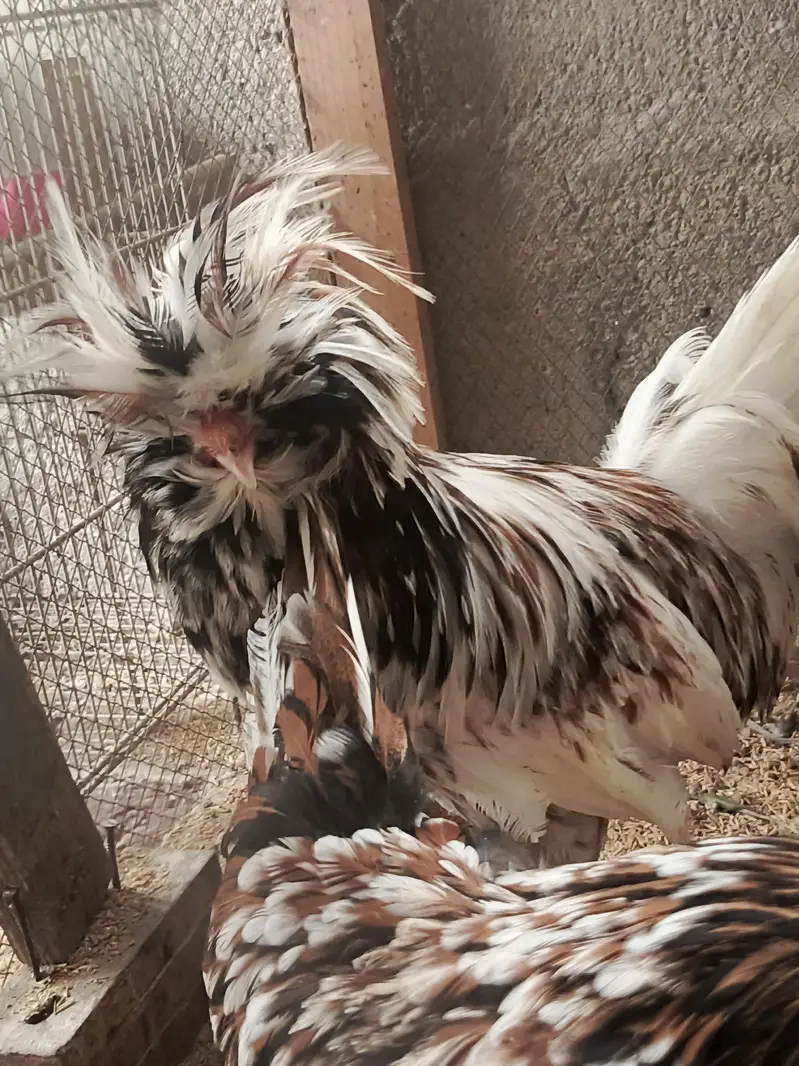Tolbunt Polish Breeder Trio and Chicks — photo 5