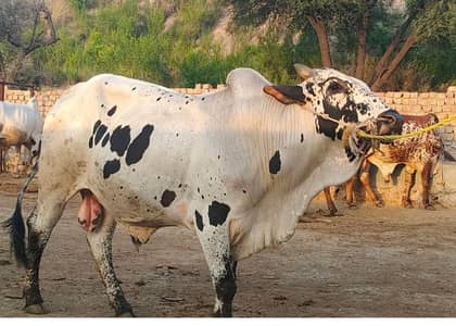 925/kg lowest rate bachra bull bail