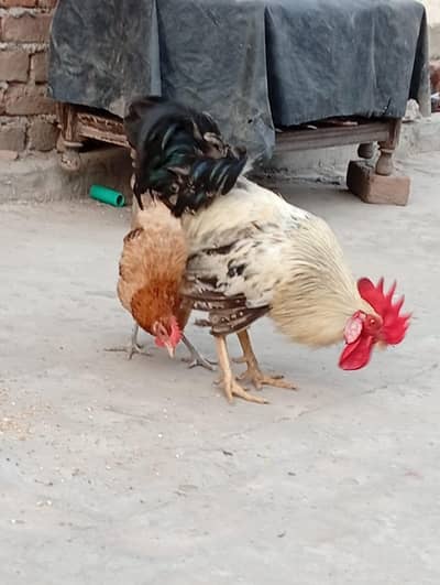 1 Desi cock and 3 hen