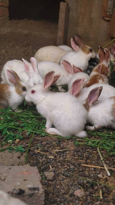 Rabbits