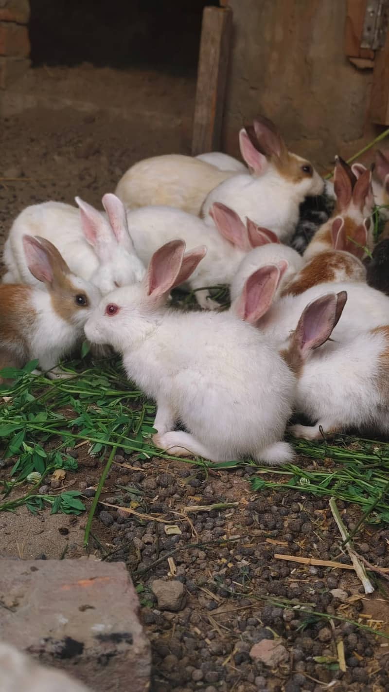 Rabbits 0
