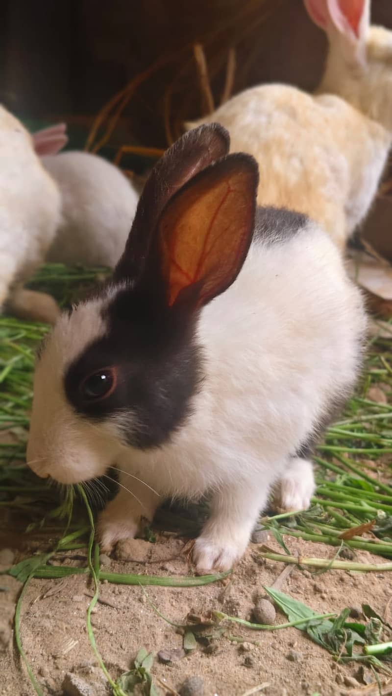 Rabbits 2