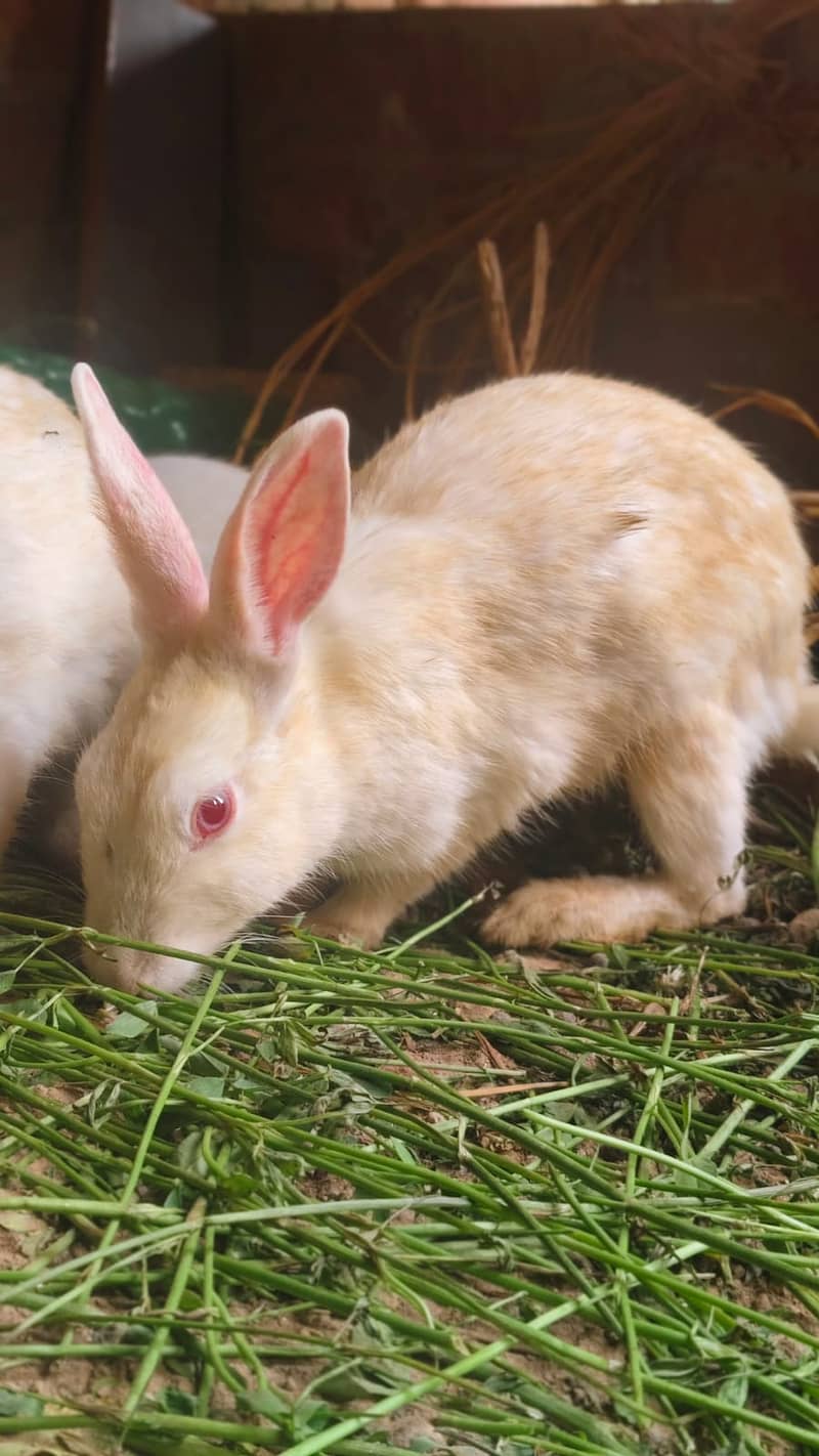 Rabbits 3