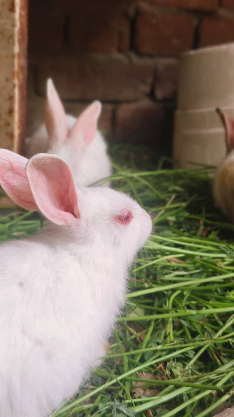 Rabbits 4