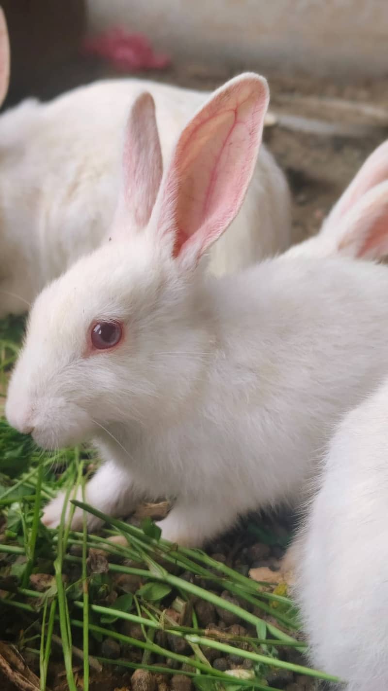 Rabbits 5