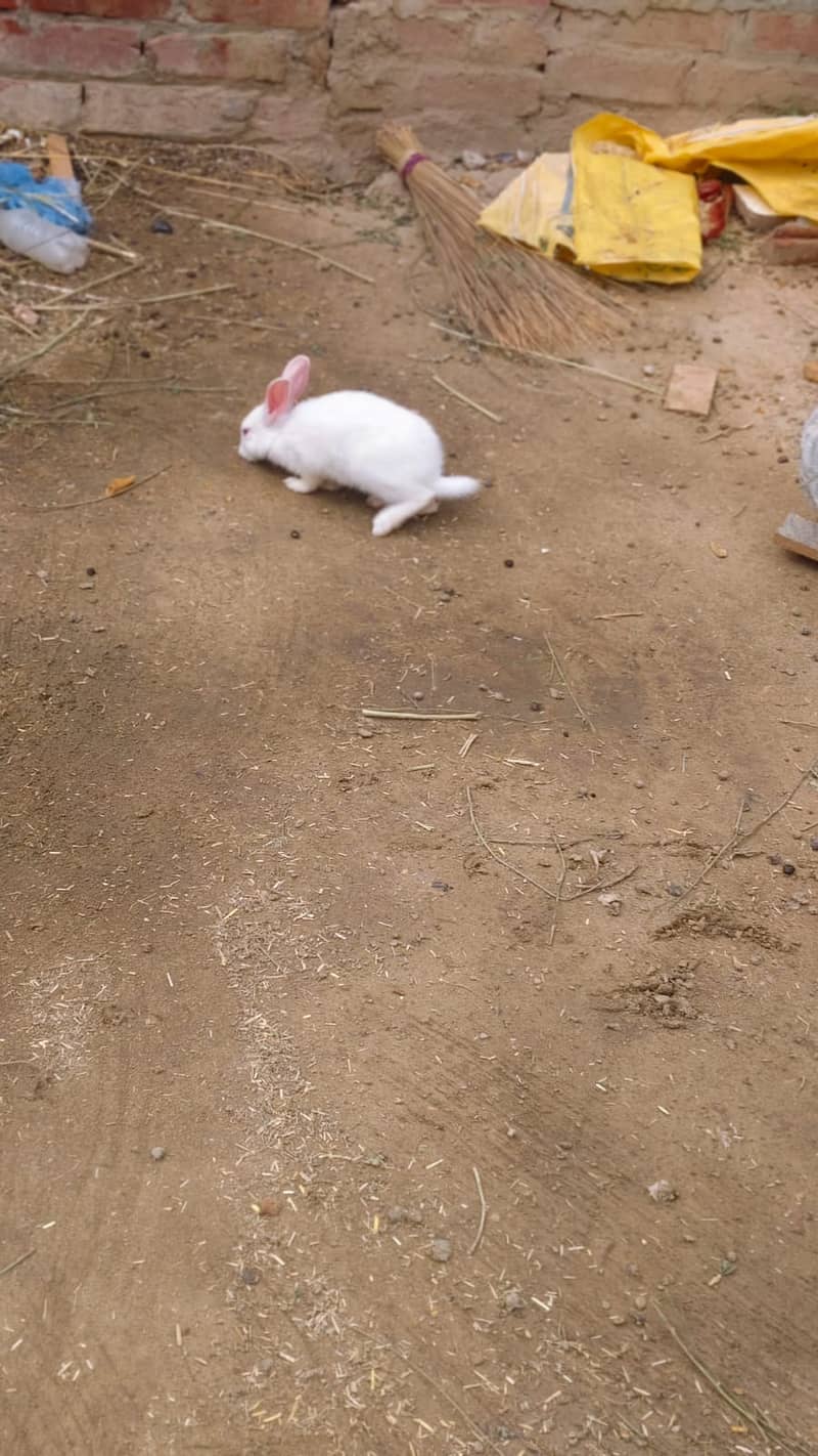 Rabbits 6