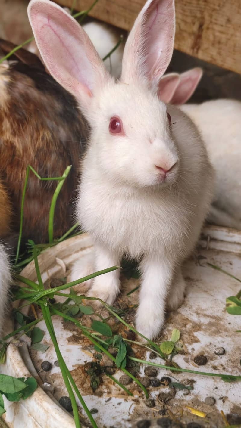Rabbits 7