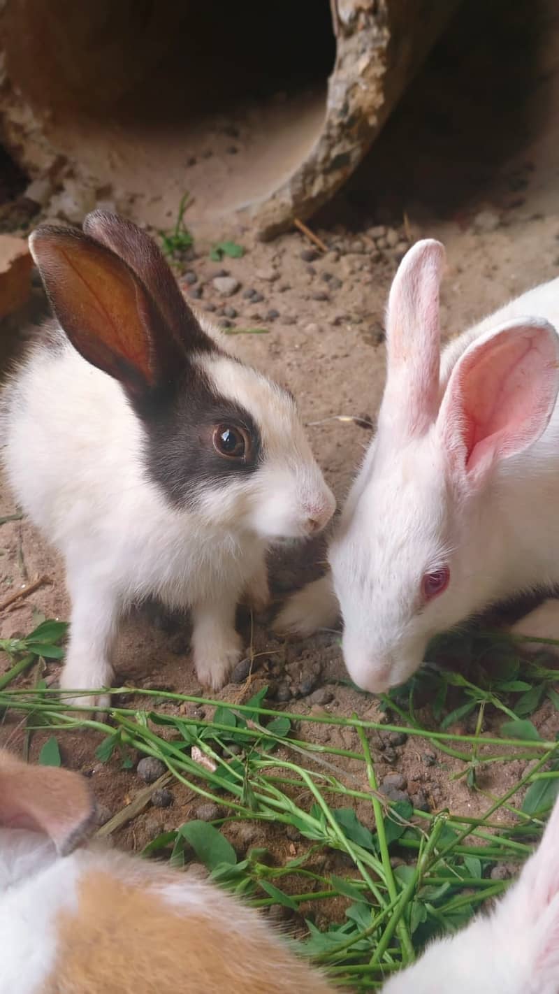Rabbits 9