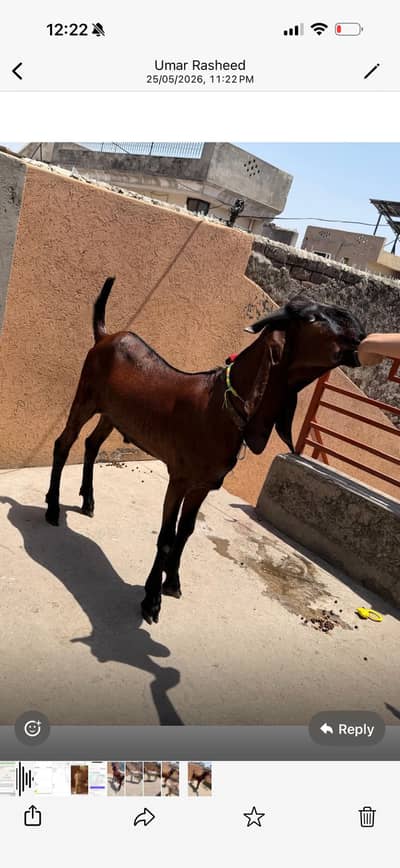 Bakra juri for sale
