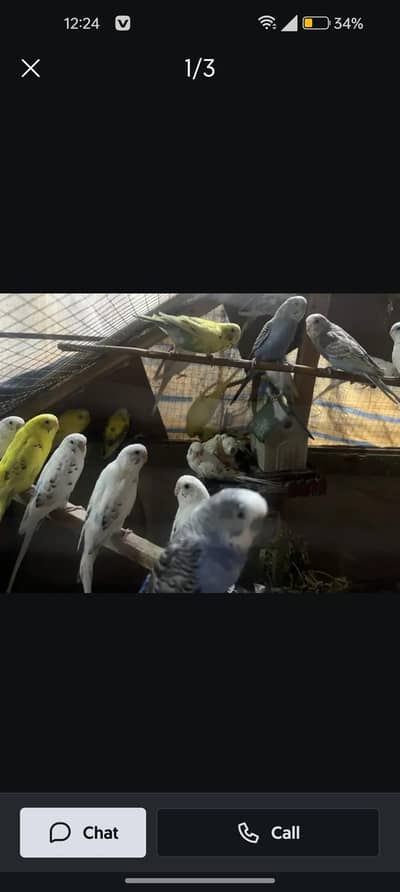 austrailian budgies available
