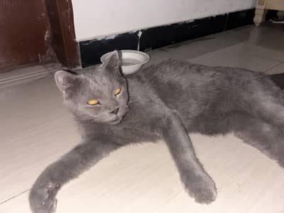 British shorthair pure
