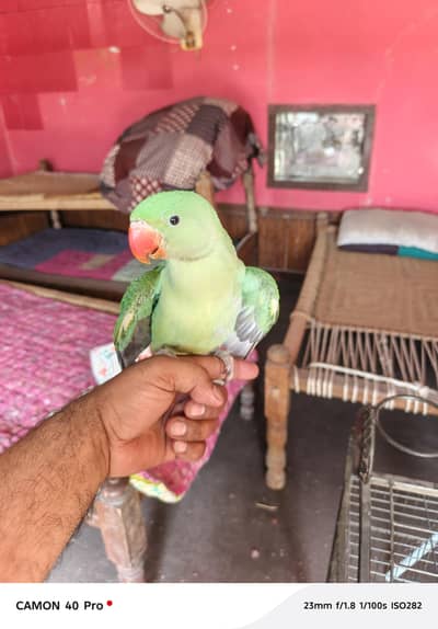 Kashmiri Raw Baby