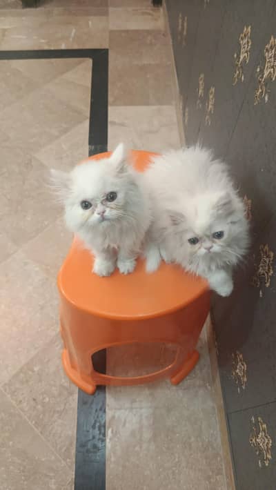 female kitten sale ky leay ha