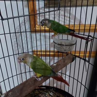 Yellow sided conure and pine apple conure
