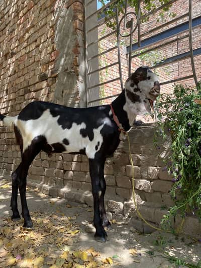 Donda bakra.  for sale khasi ha in reasonable price
