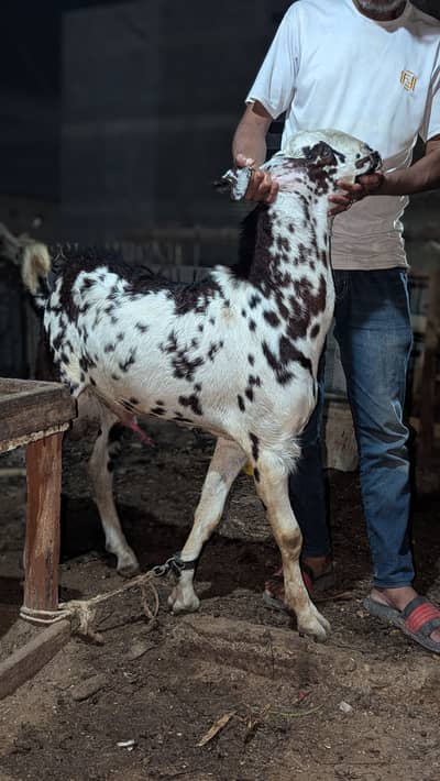 Makhi cheena Bakra do dant breeder