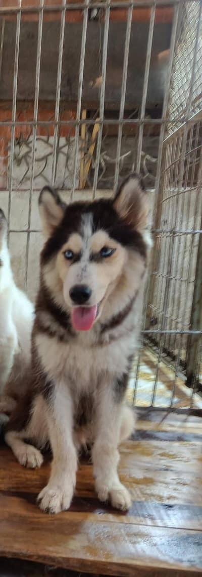 Siberian husky  male for sale
