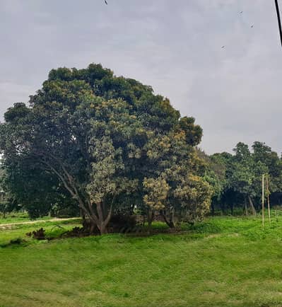 16 Marlas Plot For Sale By Direct Owner On Aziz Shaheed Road Cantt