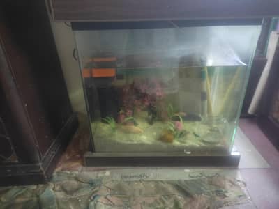 aquarium & fish tank