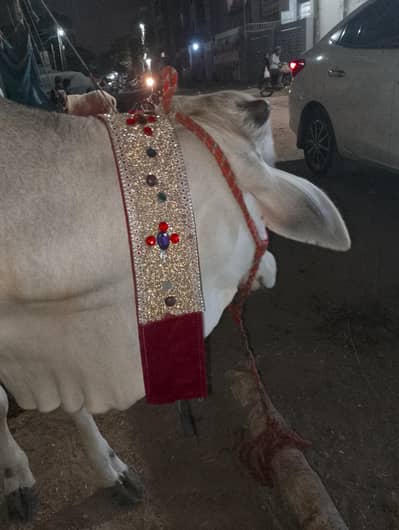 cow fresh 2 dnt
