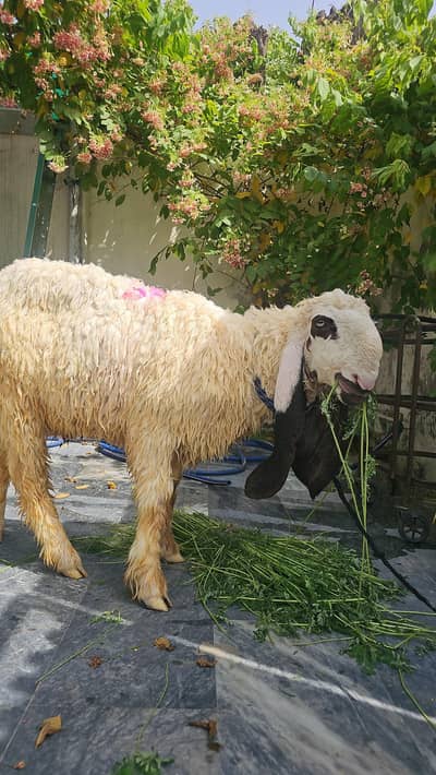 Kajla Chatra for sale