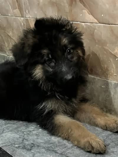 German shepherd long coat