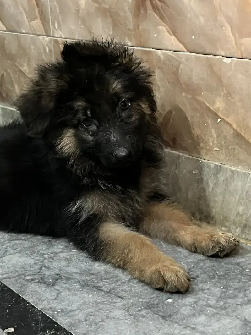 German shepherd long coat — photo 2