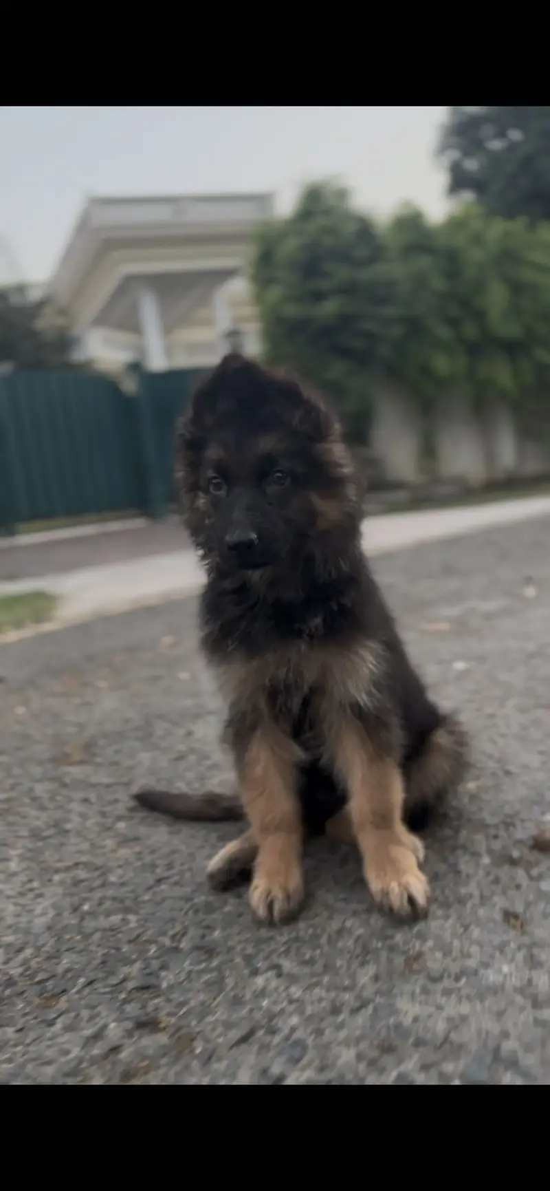 German shepherd long coat — photo 12