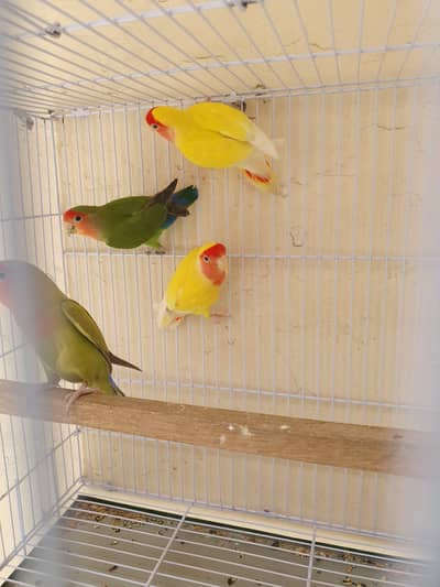 Love birds with cage