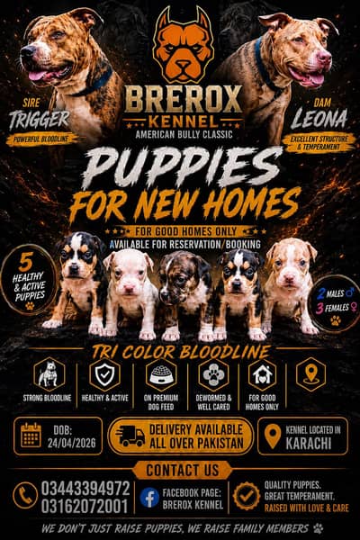 American Bully Puppies