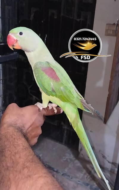 Hand tamed 0 Bite patha