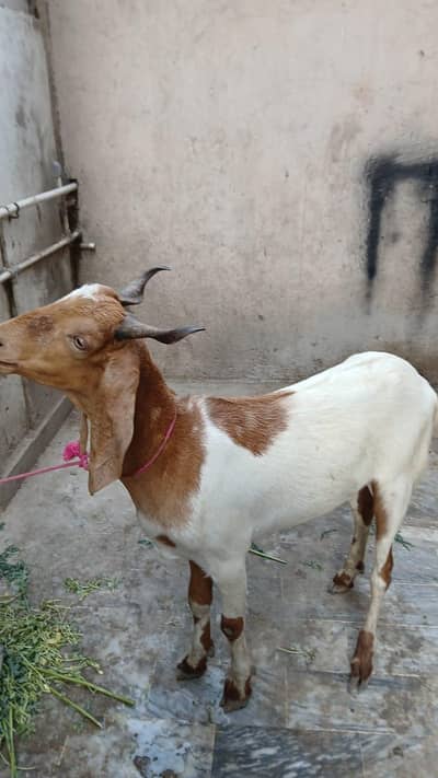 bakra bhoot Acha