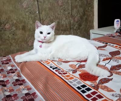 Pure Persian White Cat – 3 Months Old