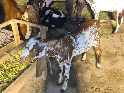 Best in price BAKRA FOR EID QURBANI