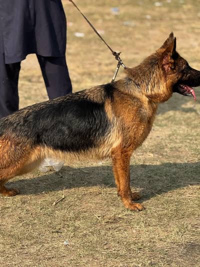 Pink pedigree GSD female micro chiped