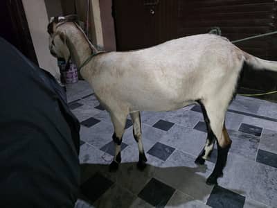 bakri for sale ghar ki pali hui