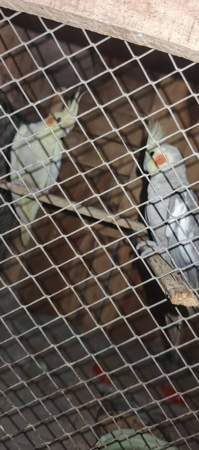 cocktails pair breeder
