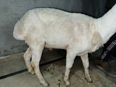 dumba for sell